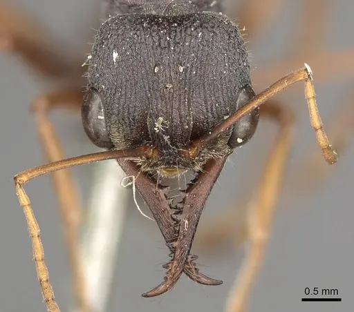 Myrmecia varians - CASENT0915838