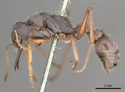 Myrmecia varians - CASENT0915838