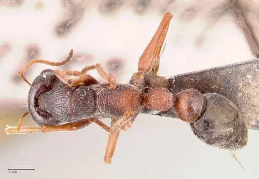 Myrmecia varians - FOCOL0828