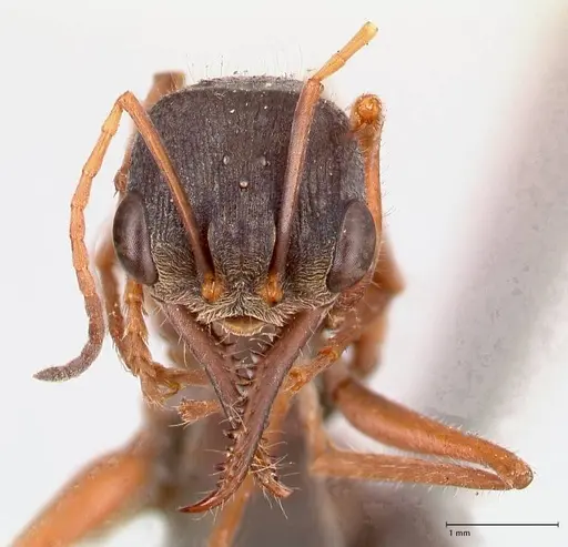 Myrmecia varians - FOCOL0828