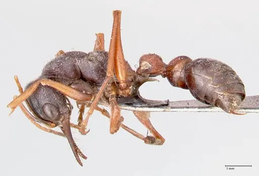 Myrmecia varians - FOCOL0828
