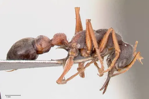 Myrmecia varians - FOCOL0828