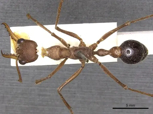 Myrmecia vindex specimen