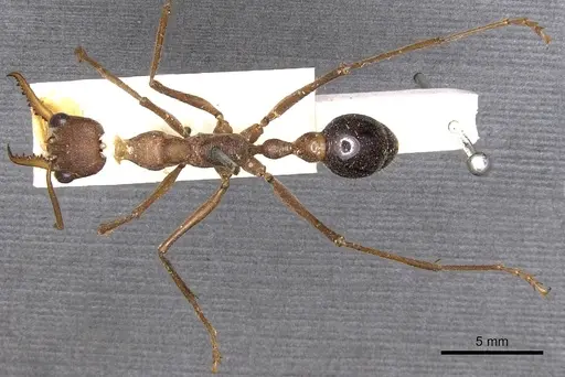 Myrmecia vindex specimen