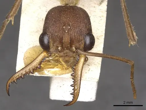 Myrmecia vindex specimen