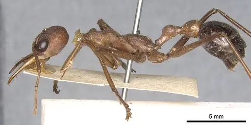 Myrmecia vindex - CASENT0902796