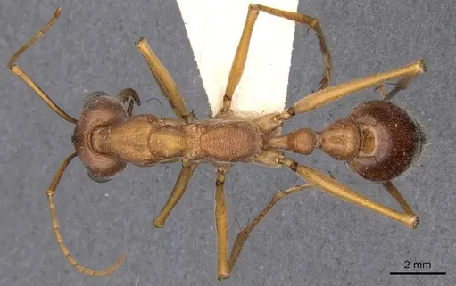 Myrmecia vindex - CASENT0907095