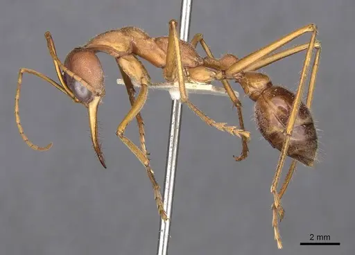 Myrmecia vindex - CASENT0907095