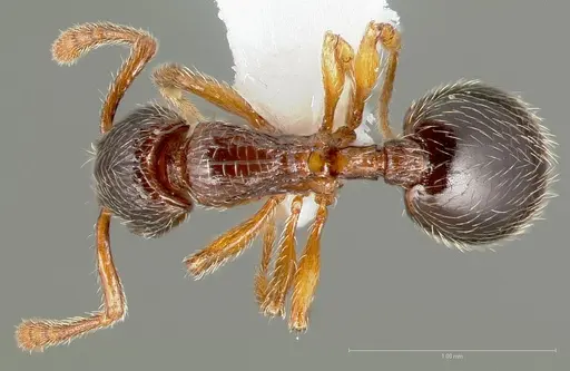 Myrmecina americana specimen
