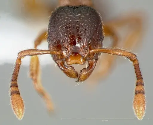Myrmecina americana specimen