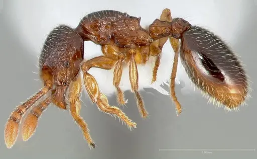 Myrmecina americana specimen