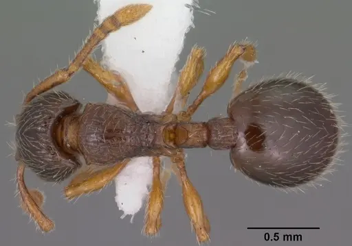Myrmecina americana - CASENT0102853