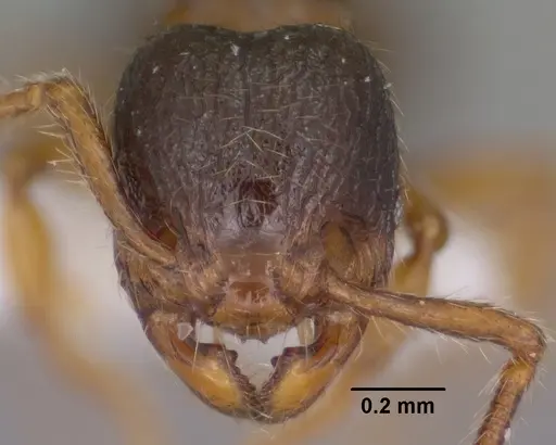 Myrmecina americana - CASENT0102853
