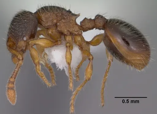 Myrmecina americana - CASENT0102853