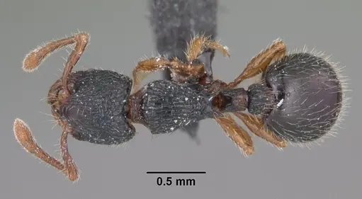Myrmecina americana - CASENT0103049