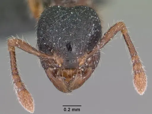 Myrmecina americana - CASENT0103049