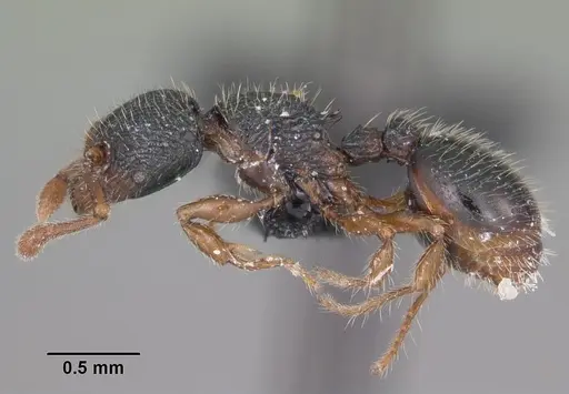 Myrmecina americana - CASENT0103049