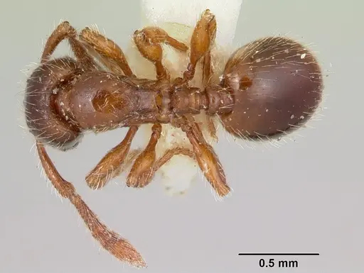 Myrmecina americana - CASENT0103137