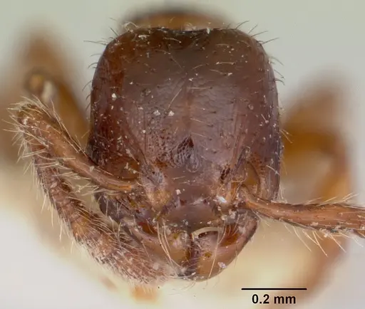 Myrmecina americana - CASENT0103137