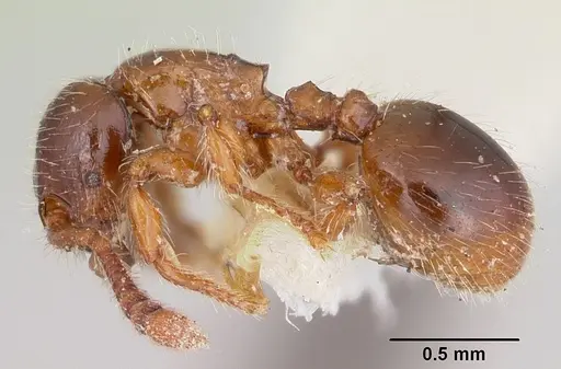 Myrmecina americana - CASENT0103137