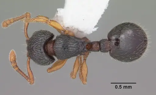 Myrmecina americana - CASENT0104118