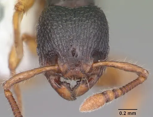 Myrmecina americana - CASENT0104118