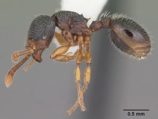 Myrmecina americana - CASENT0104118