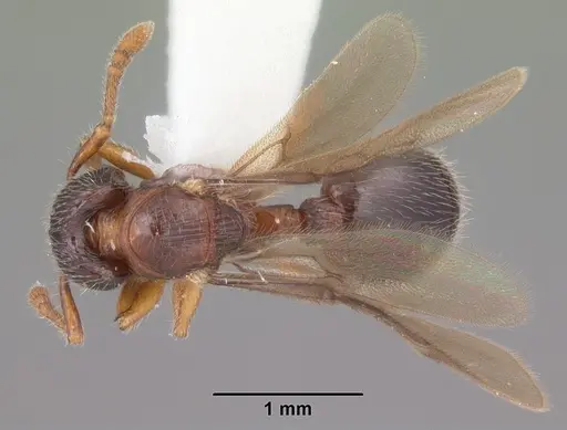 Myrmecina americana - CASENT0104119