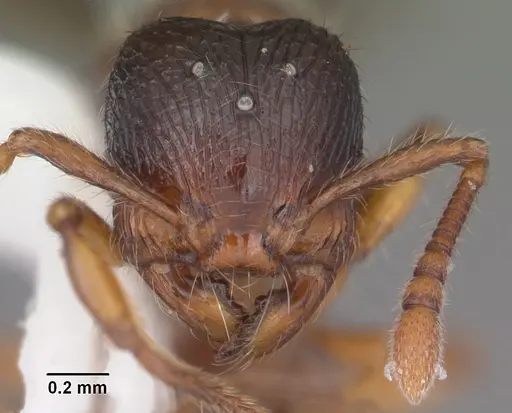 Myrmecina americana - CASENT0104119