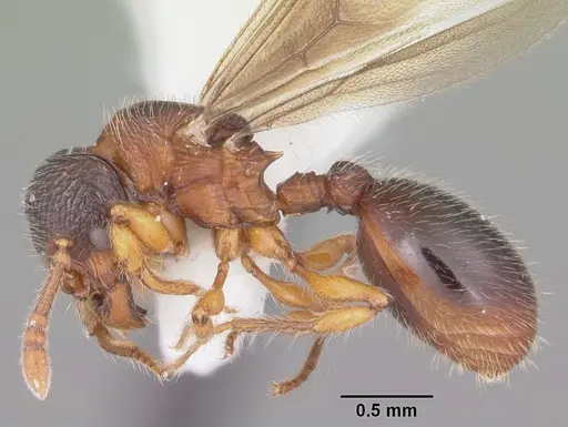 Myrmecina americana - CASENT0104119