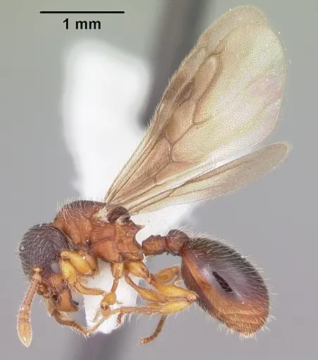 Myrmecina americana - CASENT0104119