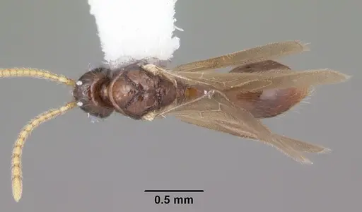 Myrmecina americana - CASENT0104121
