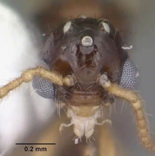 Myrmecina americana - CASENT0104121