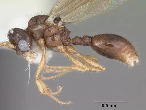 Myrmecina americana - CASENT0104121