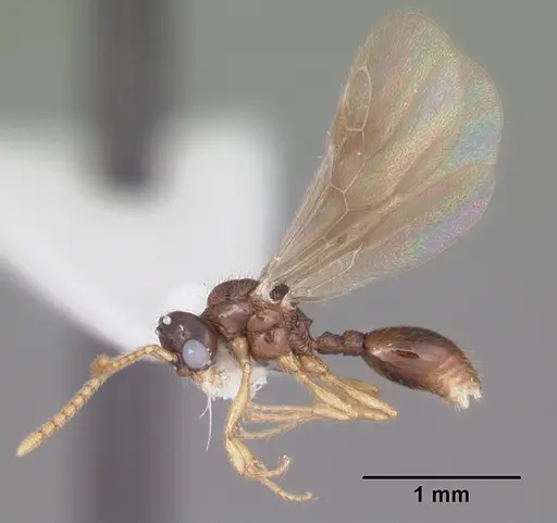 Myrmecina americana - CASENT0104121