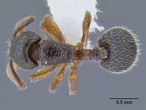 Myrmecina americana - CASENT0106284