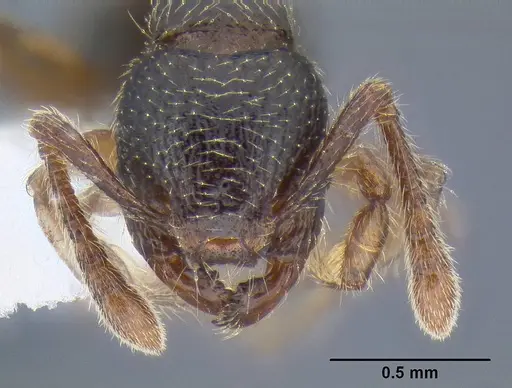 Myrmecina americana - CASENT0106284