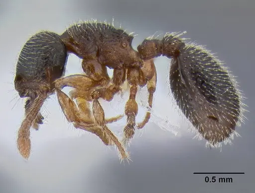 Myrmecina americana - CASENT0106284