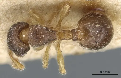 Myrmecina americana - CASENT0904688