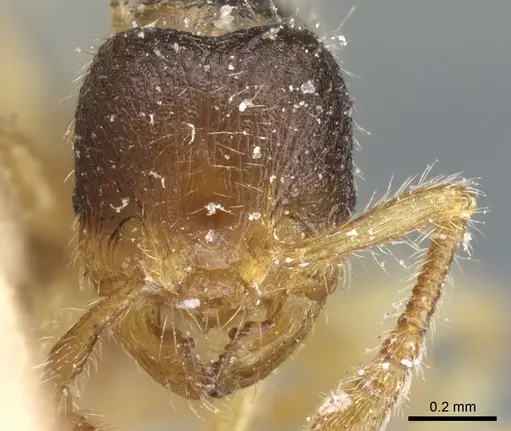 Myrmecina americana - CASENT0904688