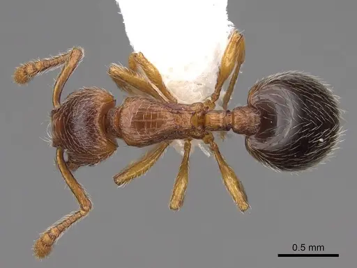 Myrmecina americana - CASENT0922956