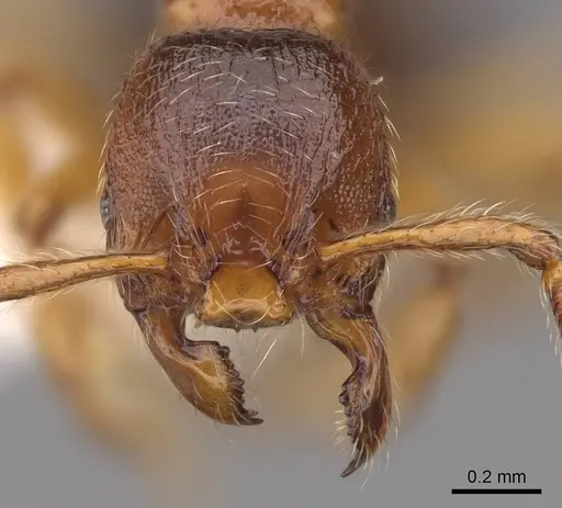 Myrmecina americana - CASENT0922956