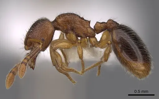 Myrmecina americana - CASENT0922956