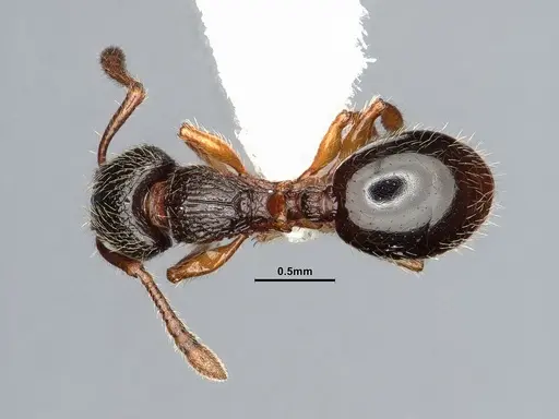 Myrmecina americana - CASENT4031383