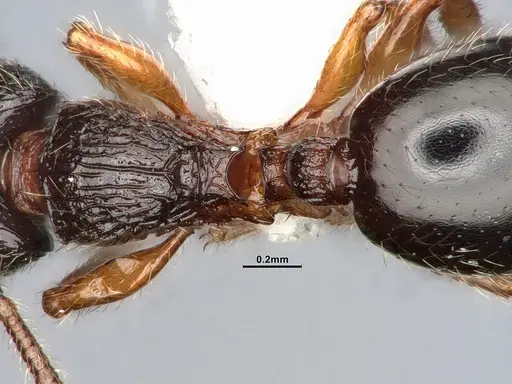 Myrmecina americana - CASENT4031383