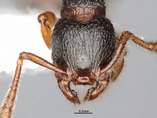 Myrmecina americana - CASENT4031383