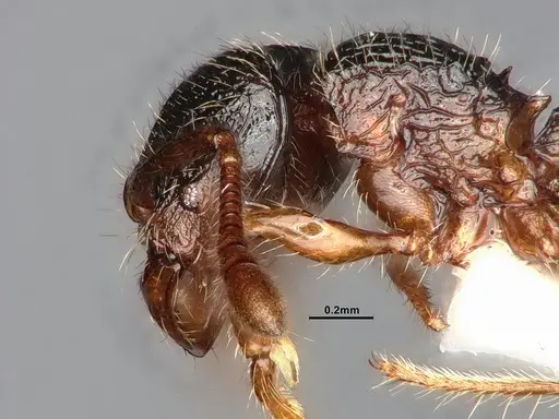 Myrmecina americana - CASENT4031383