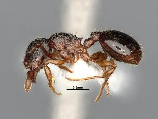 Myrmecina americana - CASENT4031383