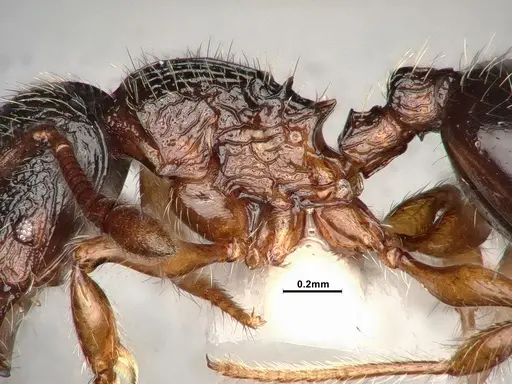 Myrmecina americana - CASENT4031383