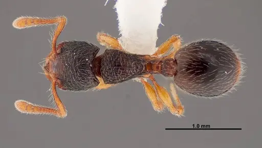 Myrmecina americana - FMNHINS0000088661